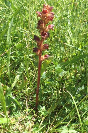 Orobanche gracilis \ Blutrote Sommerwurz / Slender Broomrape, D Pfronten 28.6.2016
