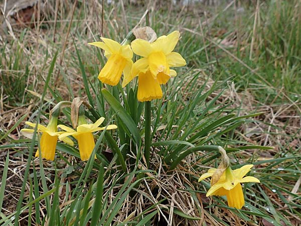 Narcissus x cyclazetta \ Zwerg-Osterglocke / Daffodil tete-a-tete, D St. Leon - Rot 23.3.2018