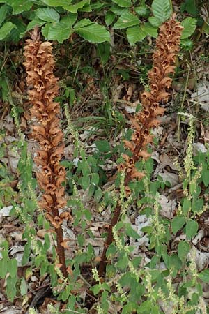 Orobanche rapum-genistae \ Ginster-Sommerwurz / Greater Broomrape, D Schwarzwald/Black-Forest, Ottenh&ouml;fen 3.7.2018
