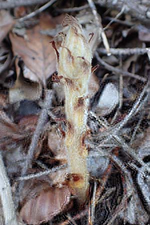 Orobanche rapum-genistae \ Ginster-Sommerwurz / Greater Broomrape, D Schwarzwald/Black-Forest, Ottenh&ouml;fen 18.6.2019