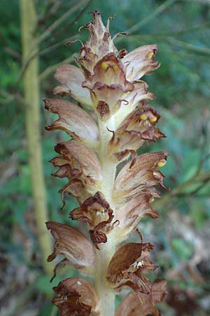 Orobanche rapum-genistae \ Ginster-Sommerwurz / Greater Broomrape, D Schwarzwald/Black-Forest, Ottenh&ouml;fen 18.6.2019