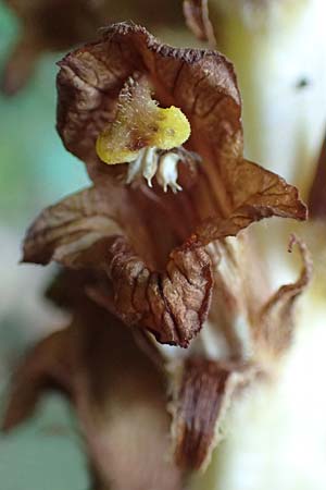 Orobanche rapum-genistae \ Ginster-Sommerwurz / Greater Broomrape, D Schwarzwald/Black-Forest, Ottenh&ouml;fen 18.6.2019