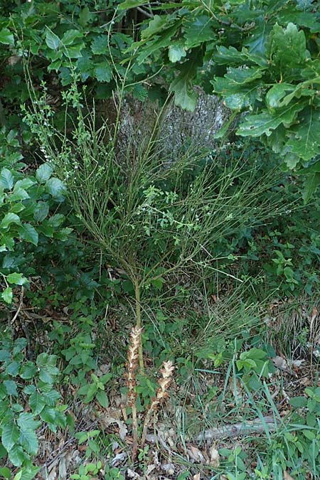 Orobanche rapum-genistae \ Ginster-Sommerwurz / Greater Broomrape, D Schwarzwald/Black-Forest, Ottenh&ouml;fen 18.6.2019