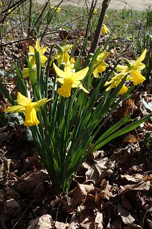 Narcissus pseudonarcissus, Gelbe Narzisse, Osterglocke