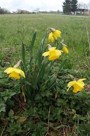 Narcissus pseudonarcissus \ Gelbe Narzisse, Osterglocke / Wild Daffodil, D Sandhausen 27.3.2021