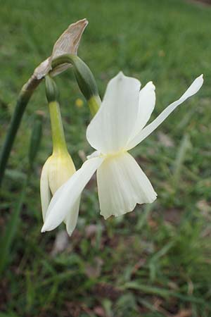Narcissus pseudonarcissus, Gelbe Narzisse, Osterglocke