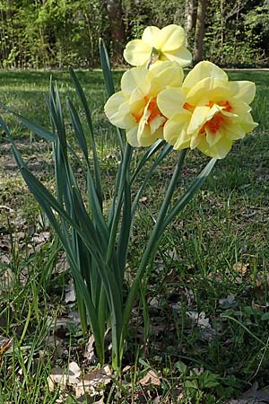 Narcissus x incomparabilis \ Unvergleichliche Narzisse / Non-Such Daffodil, D Ludwigshafen 15.4.2021