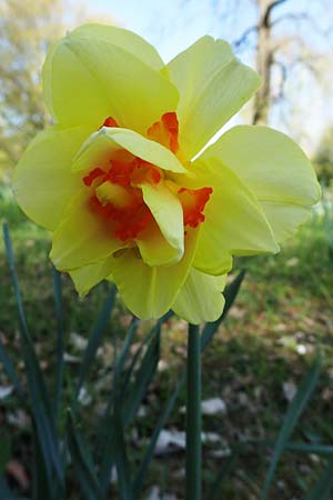 Narcissus x incomparabilis \ Unvergleichliche Narzisse / Non-Such Daffodil, D Ludwigshafen 15.4.2021