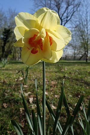 Narcissus x incomparabilis \ Unvergleichliche Narzisse / Non-Such Daffodil, D Ludwigshafen 15.4.2021