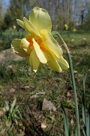 Narcissus x incomparabilis, Unvergleichliche Narzisse