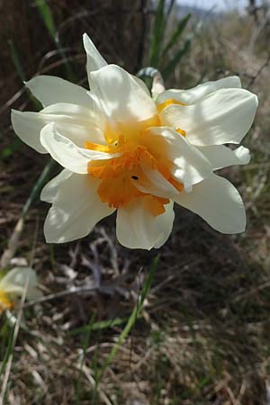 Narcissus x incomparabilis \ Unvergleichliche Narzisse / Non-Such Daffodil, D Neuleiningen 22.4.2021