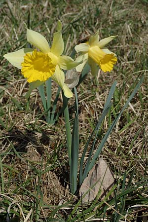 Narcissus pseudonarcissus \ Gelbe Narzisse, Osterglocke / Wild Daffodil, D Pforzheim 26.3.2022