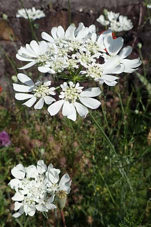 Orlaya grandiflora \ Gro�bl�tiger Breitsame / Large-Flowered Orlaya, D  2.6.2023