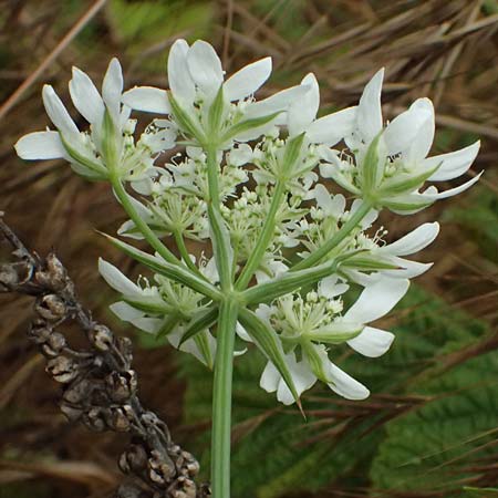 Orlaya grandiflora \ Gro�bl�tiger Breitsame / Large-Flowered Orlaya, D Wiesloch 3.6.2025