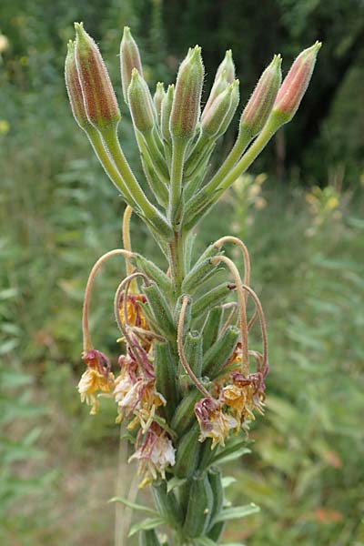 Oenothera x hassica \ Nachtkerzen-Hybride / Hybrid Evening Primrose, D Darmstadt 11.7.2018