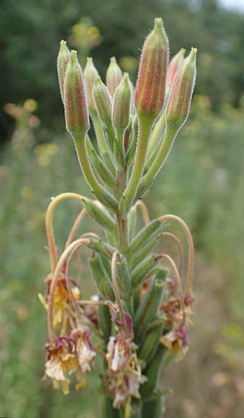Oenothera x hassica \ Nachtkerzen-Hybride / Hybrid Evening Primrose, D Darmstadt 11.7.2018