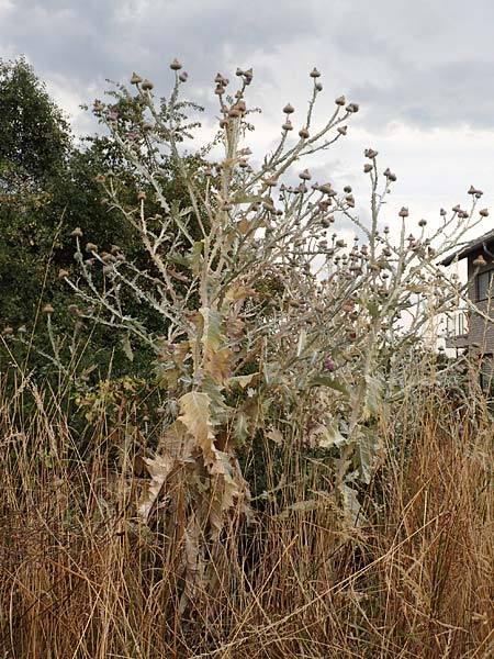 Onopordum x hortorum \ Garten-Esels-Distel / Garden Cotton Thistle, D Holzwickede 27.7.2019