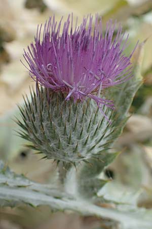 Onopordum x hortorum, Garten-Esels-Distel