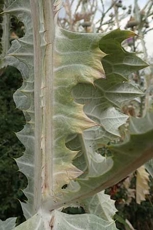 Onopordum x hortorum \ Garten-Esels-Distel / Garden Cotton Thistle, D Holzwickede 27.7.2019