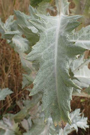 Onopordum x hortorum \ Garten-Esels-Distel / Garden Cotton Thistle, D Holzwickede 27.7.2019