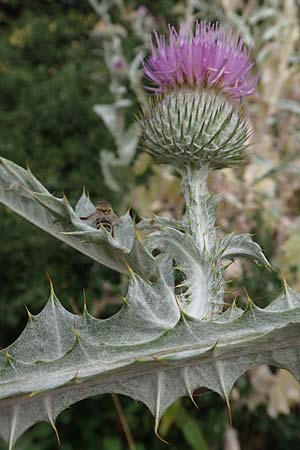 Onopordum x hortorum \ Garten-Esels-Distel / Garden Cotton Thistle, D Holzwickede 27.7.2019