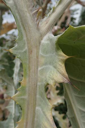 Onopordum x hortorum \ Garten-Esels-Distel / Garden Cotton Thistle, D Holzwickede 27.7.2019