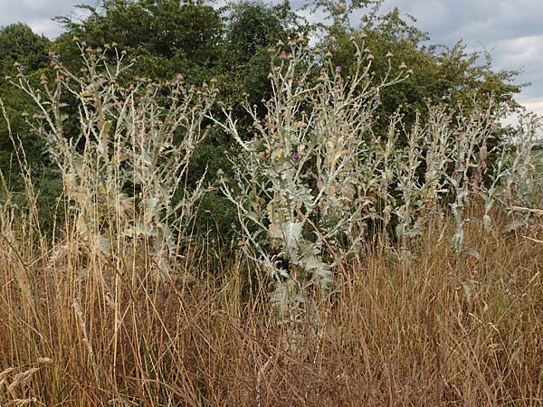 Onopordum x hortorum \ Garten-Esels-Distel / Garden Cotton Thistle, D Holzwickede 27.7.2019