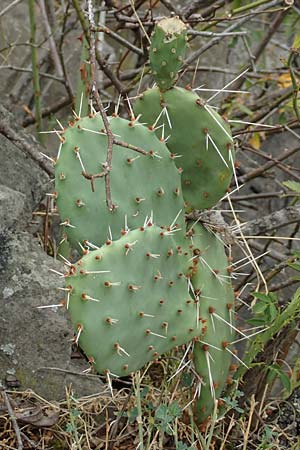 Opuntia humifusa / Low Prickly Pear, Eastern Prickly Pear, D Felsberg 29.7.2019