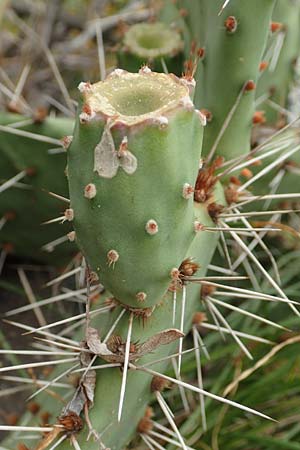Opuntia humifusa / Low Prickly Pear, Eastern Prickly Pear, D Felsberg 29.7.2019
