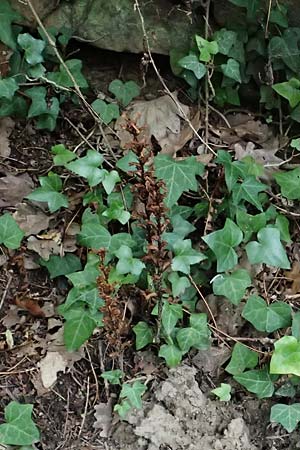 Orobanche hederae \ Efeu-Sommerwurz / Ivy Broomrape, D Wachenheim 4.8.2024