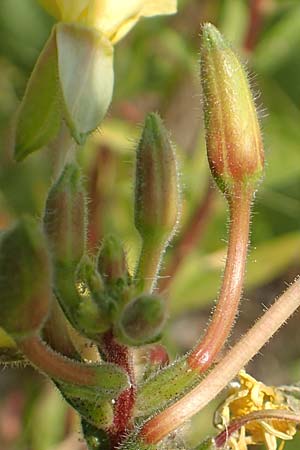 Oenothera moravica \ M�hrische Nachtkerze / Moravian Evening Primrose, D Essen 27.7.2019