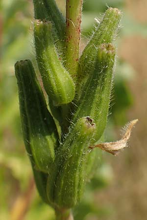 Oenothera moravica \ M�hrische Nachtkerze / Moravian Evening Primrose, D Essen 27.7.2019