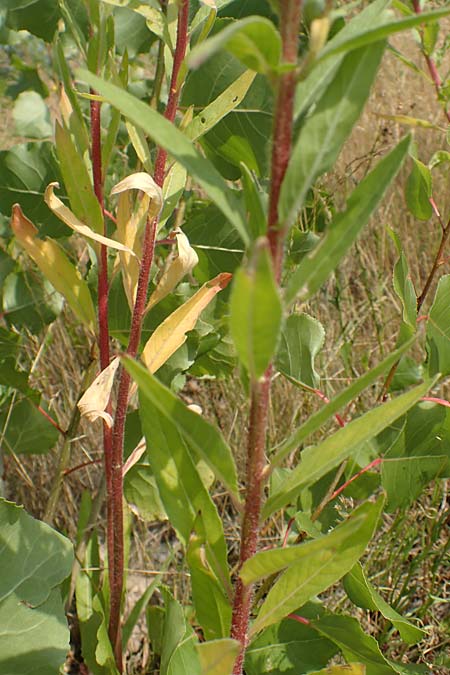 Oenothera moravica \ M�hrische Nachtkerze / Moravian Evening Primrose, D Essen 27.7.2019