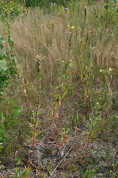 Oenothera moravica \ M�hrische Nachtkerze / Moravian Evening Primrose, D Essen 27.7.2019