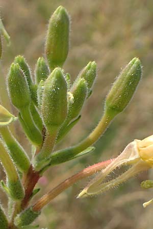 Oenothera moravica \ M�hrische Nachtkerze / Moravian Evening Primrose, D Essen 27.7.2019