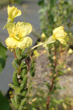 Oenothera moravica \ M�hrische Nachtkerze / Moravian Evening Primrose, D Essen 27.7.2019
