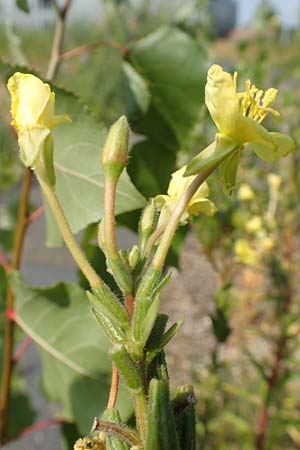 Oenothera moravica \ M�hrische Nachtkerze / Moravian Evening Primrose, D Essen 27.7.2019