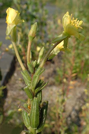 Oenothera moravica \ M�hrische Nachtkerze / Moravian Evening Primrose, D Essen 27.7.2019