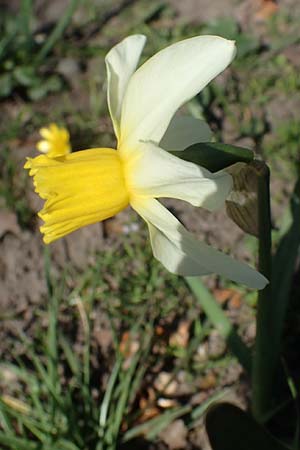 Narcissus pseudonarcissus \ Gelbe Narzisse, Osterglocke / Wild Daffodil, D Ludwigshafen 31.3.2021