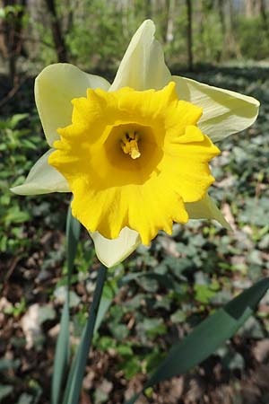 Narcissus pseudonarcissus \ Gelbe Narzisse, Osterglocke / Wild Daffodil, D Ludwigshafen 31.3.2021