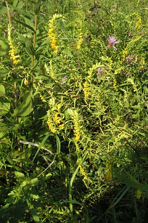 Odontites luteus \ Gelber Zahntrost / Yellow Bartsia, D Weinheim an der Bergstra&szlig;e 16.8.2007