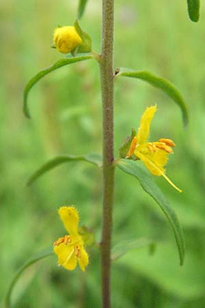 Odontites luteus \ Gelber Zahntrost / Yellow Bartsia, D Weinheim an der Bergstra&szlig;e 12.7.2007