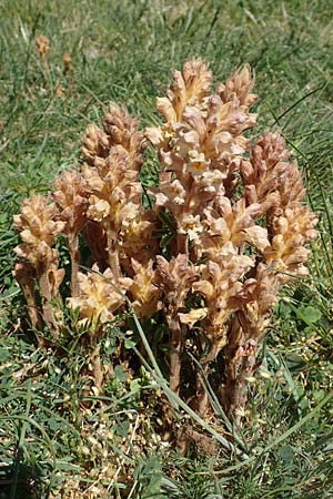 Orobanche lutea \ Gelbe Sommerwurz / Yellow Broomrape, D Gr&uuml;nstadt-Asselheim 26.4.2020
