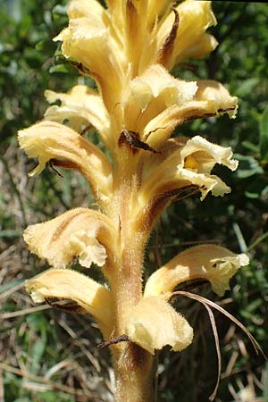 Orobanche lutea \ Gelbe Sommerwurz / Yellow Broomrape, D Gr&uuml;nstadt-Asselheim 26.4.2020