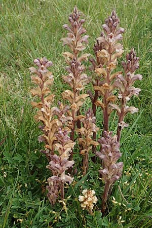 Orobanche lutea \ Gelbe Sommerwurz / Yellow Broomrape, D Gr&uuml;nstadt-Asselheim 4.5.2020