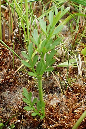 Oenanthe lachenalii \ Wiesen-Wasserfenchel, Lachenals Wasserfenchel / Parsley Water Dropwort, D Offenburg 22.5.2020