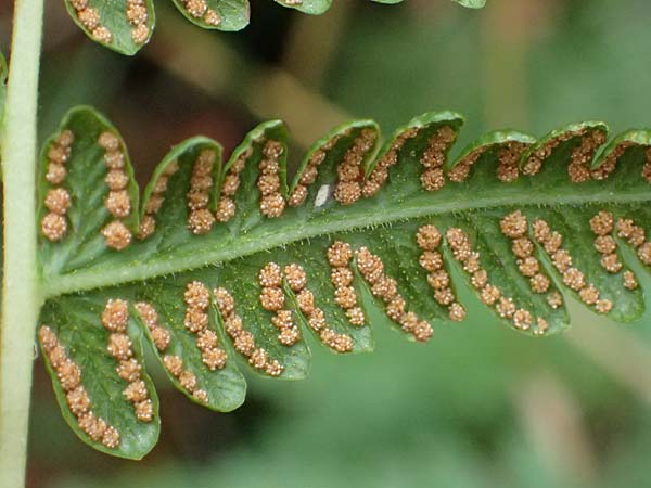 Oreopteris limbosperma \ Berg-Farn, Berg-Lappen-Farn / Sweet Mountain Fern, Lemon-Scented Fern, D Odenwald, Mossautal 14.10.2023