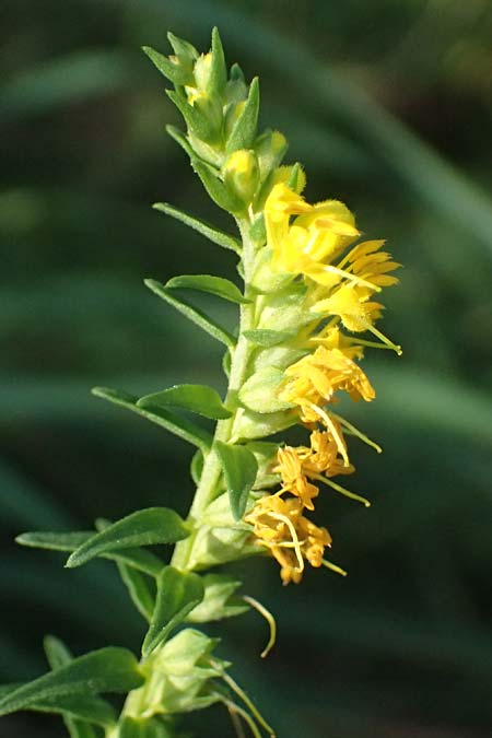 Odontites luteus \ Gelber Zahntrost / Yellow Bartsia, D Hemsbach 2.9.2024