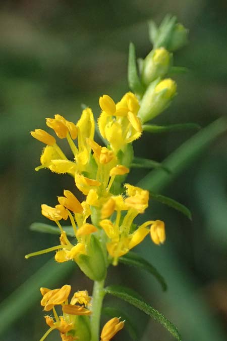 Odontites luteus \ Gelber Zahntrost / Yellow Bartsia, D Hemsbach 2.9.2024