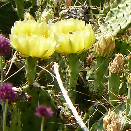 Opuntia macrorhiza / Plains Prickly Pear, Delicate Prickly Pear, D Falkenstein 26.6.2023